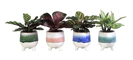 CALATHEA SPECIES 'MIX', D 6 cm