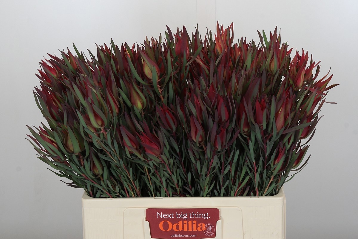 Леукадендрон Блаш 60, шт.