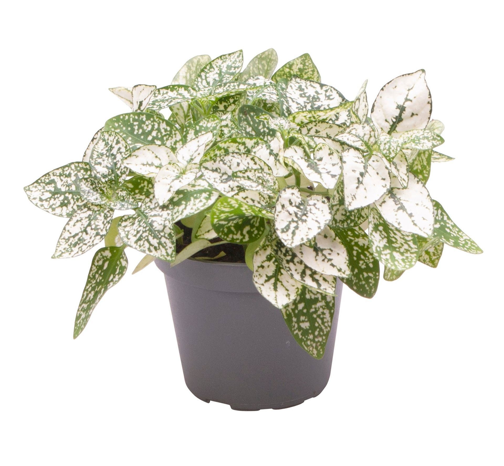 Hypoestes Phyllostachya White, D 6