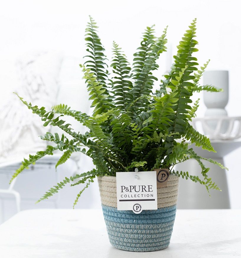 Nephrolepis Green Lady in P&PURE Fashionpot Valerie, D 12