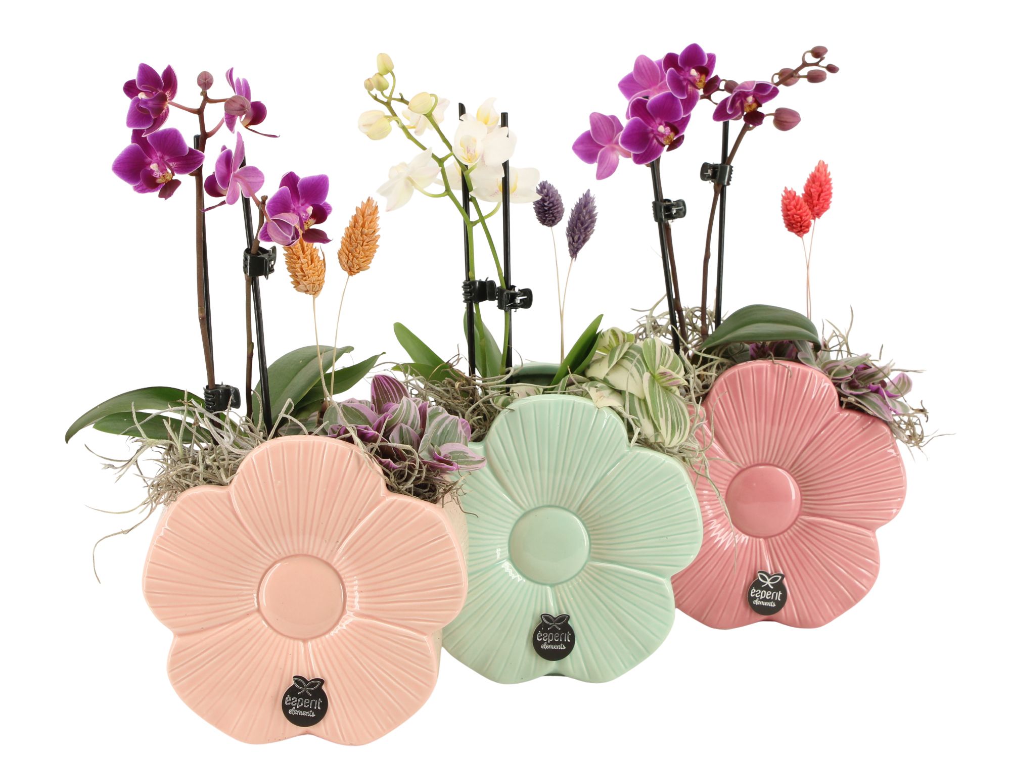 21869: Lovess arrangement, D 14