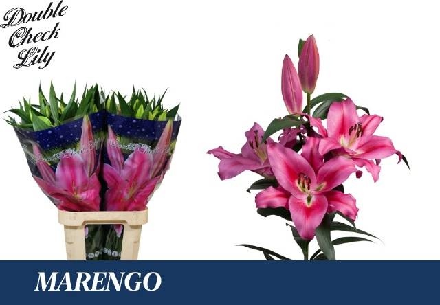Лилия Маренго 95, шт. Лилия Маренго 95, шт.