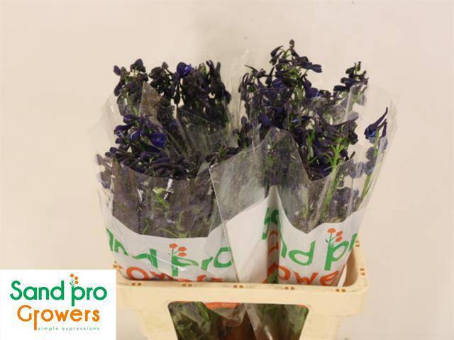 Дельфиниум од. Донна 60, шт.