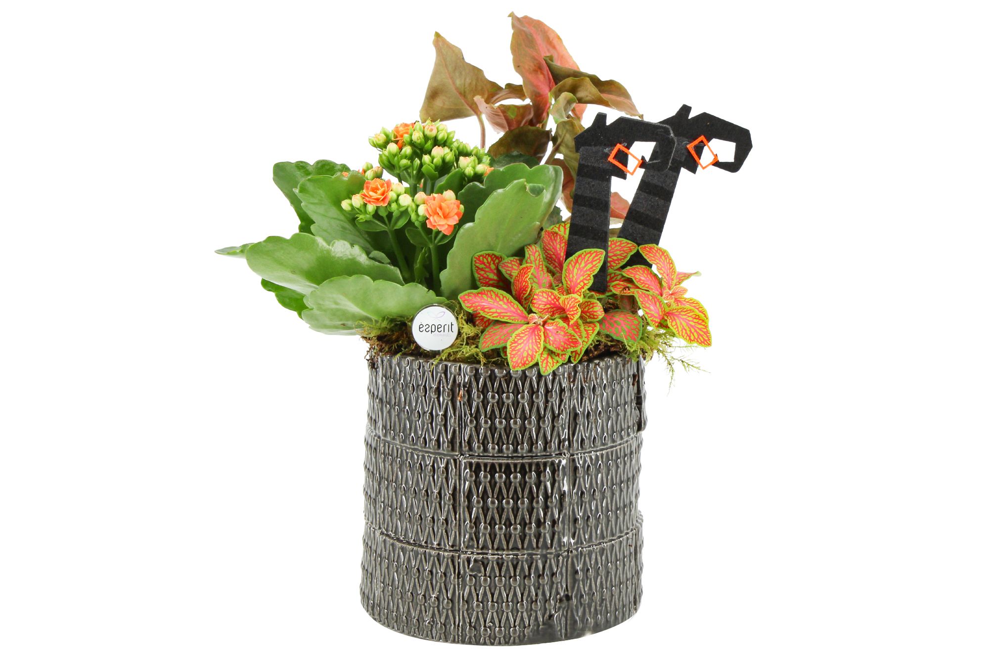 82769: Halloween arrangement, D 13 cm 82769: Halloween arrangement, D 13 cm