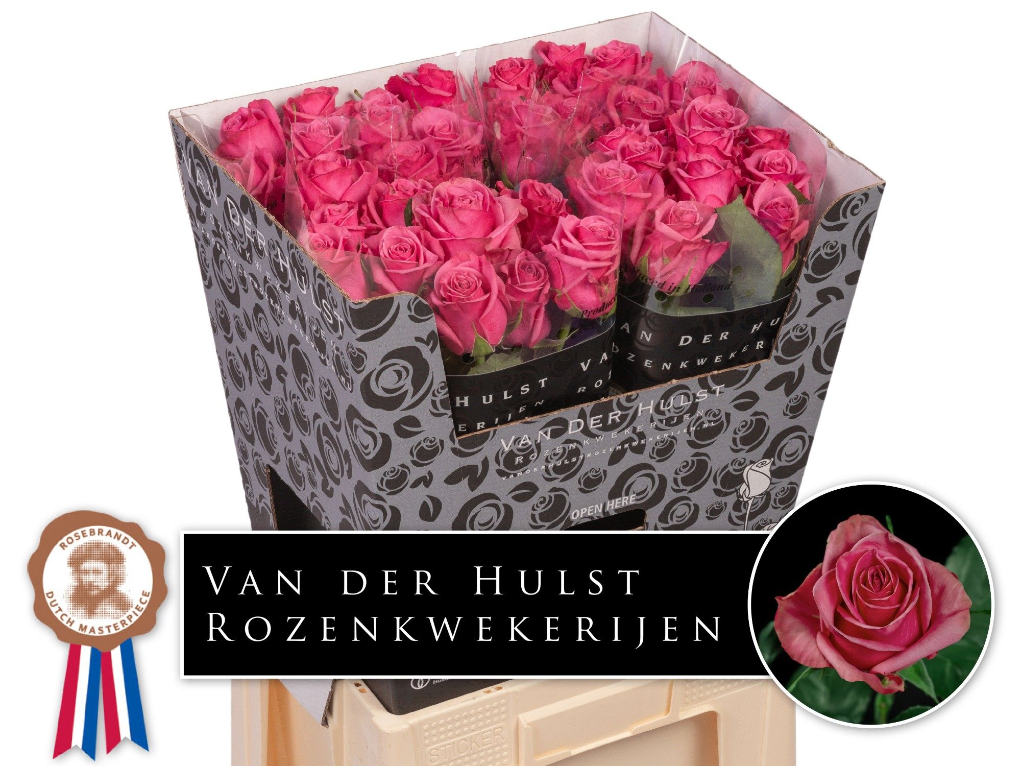 Роза од. Кисс Ми Кейт 70, шт.