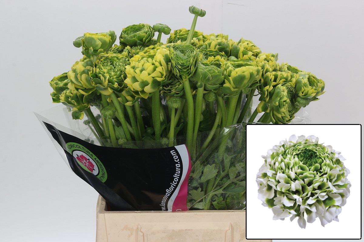 Ранункулус Овериг 45, шт.