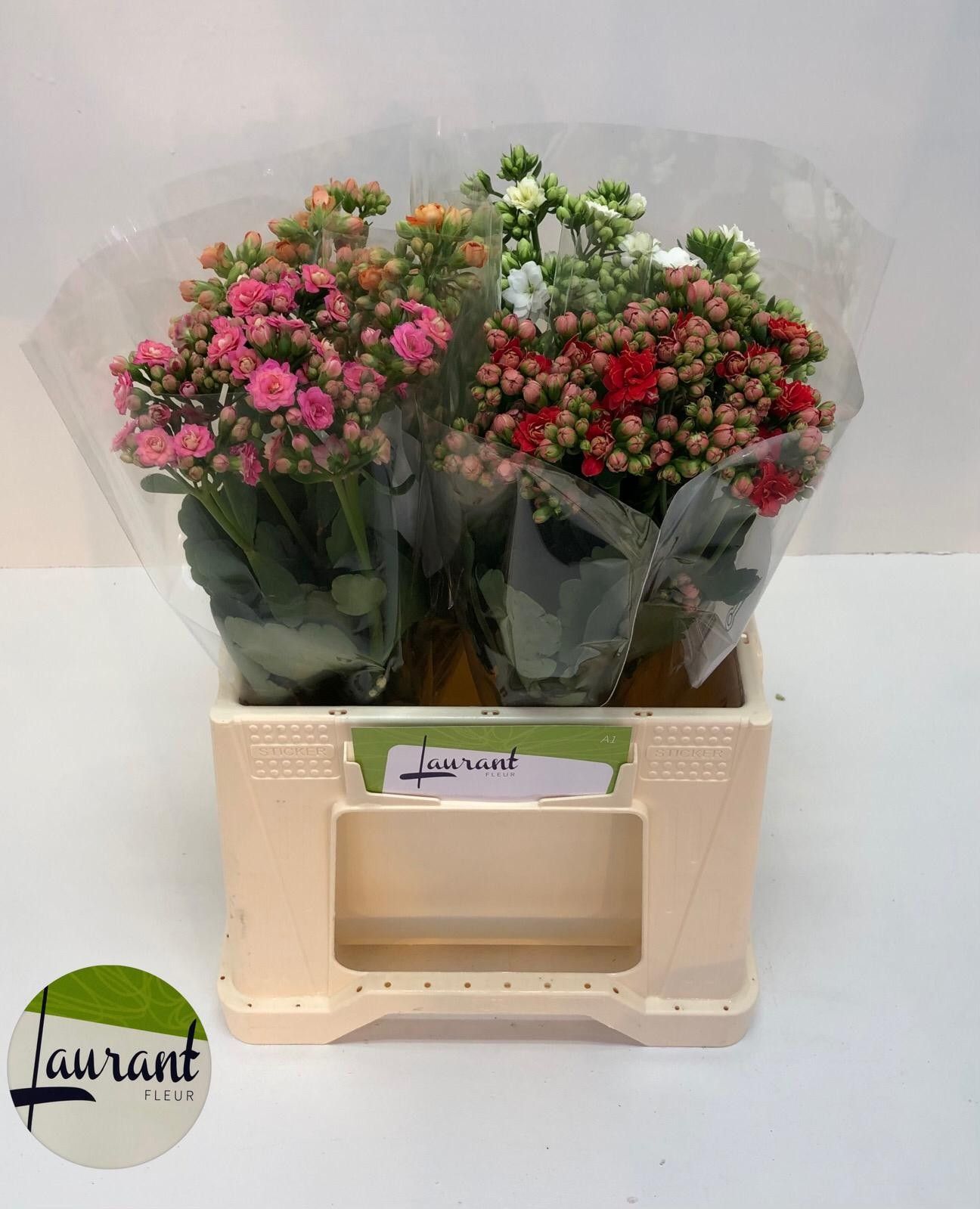 Каланхое Микс 35, шт. Каланхое Микс 35, шт.