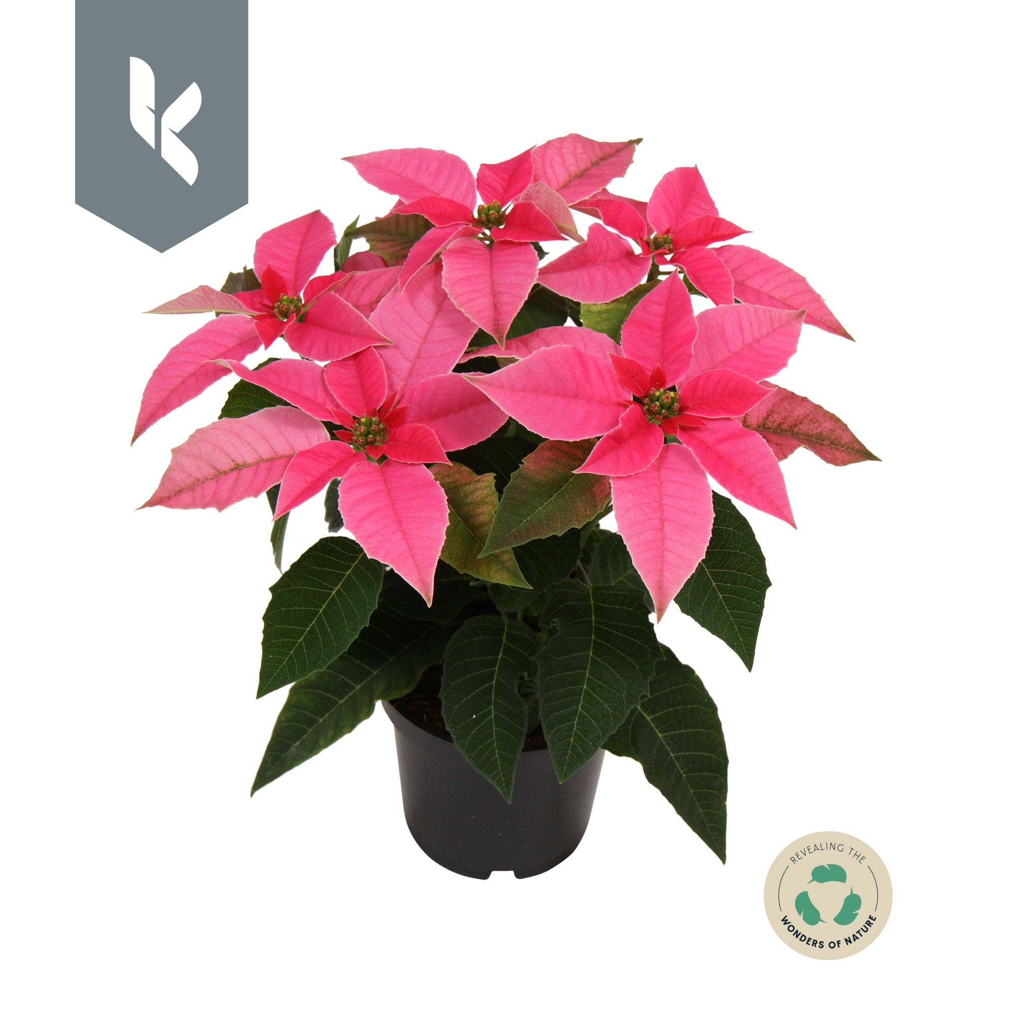 Princettia Hot pink, D 10,5 cm