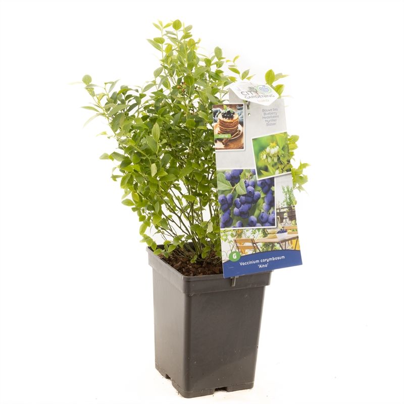 Vaccinium cor. x Vac. angust. Aino Compacte blauwe bes (pluk augustus), D 18