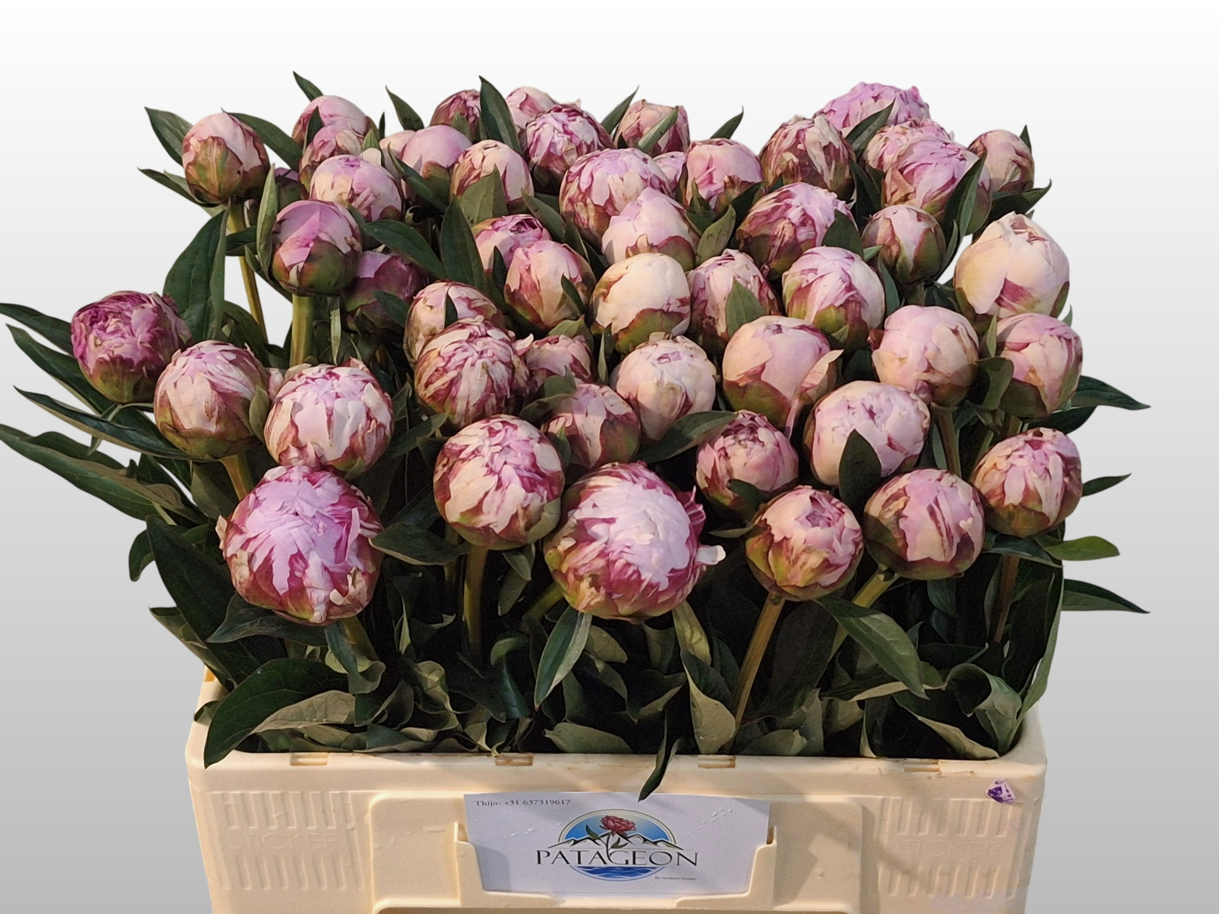 Пион Сара Бернар 55 (роз.), шт.