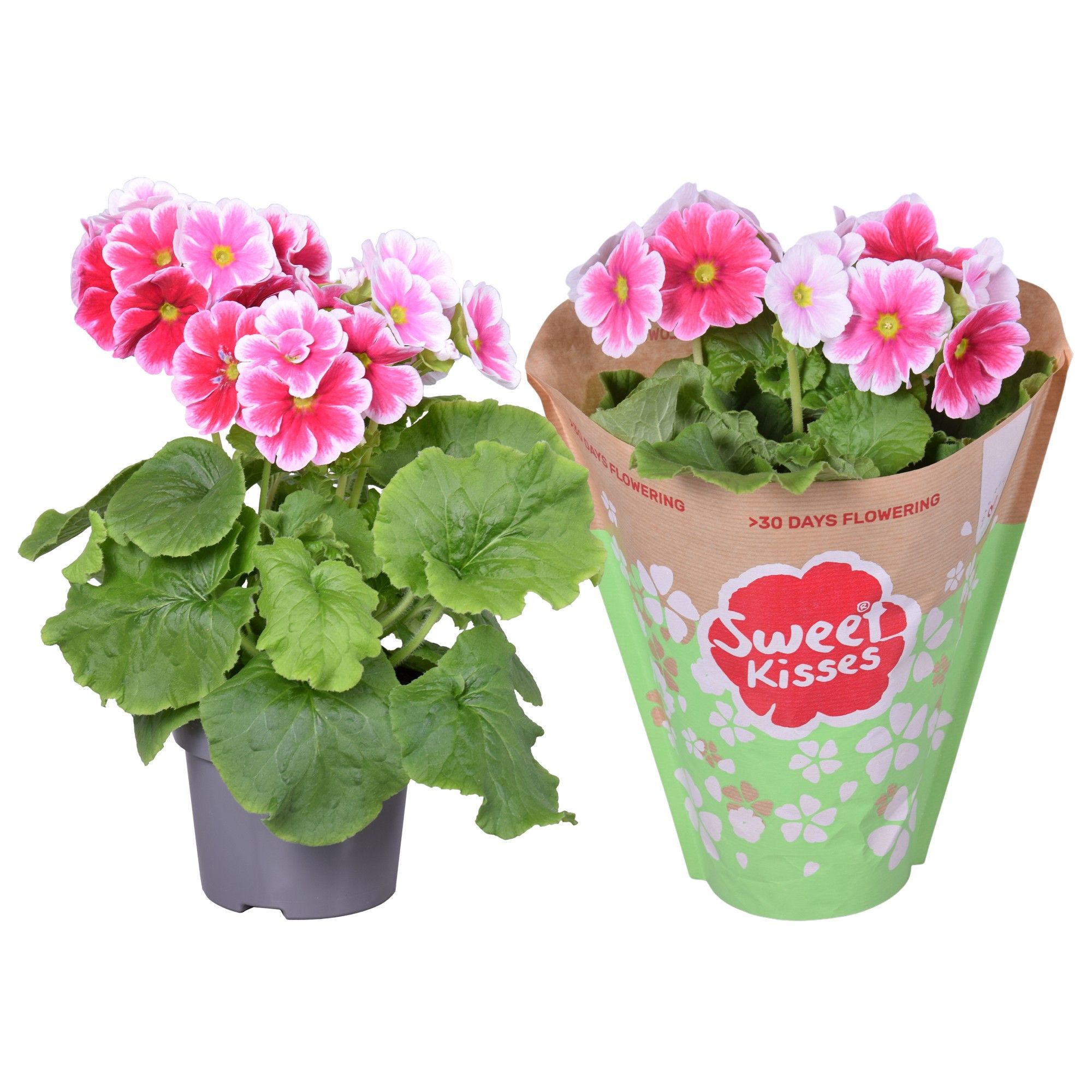 Pr. Sweet Kisses Rood/Wit in Papieren Hoes, D 12