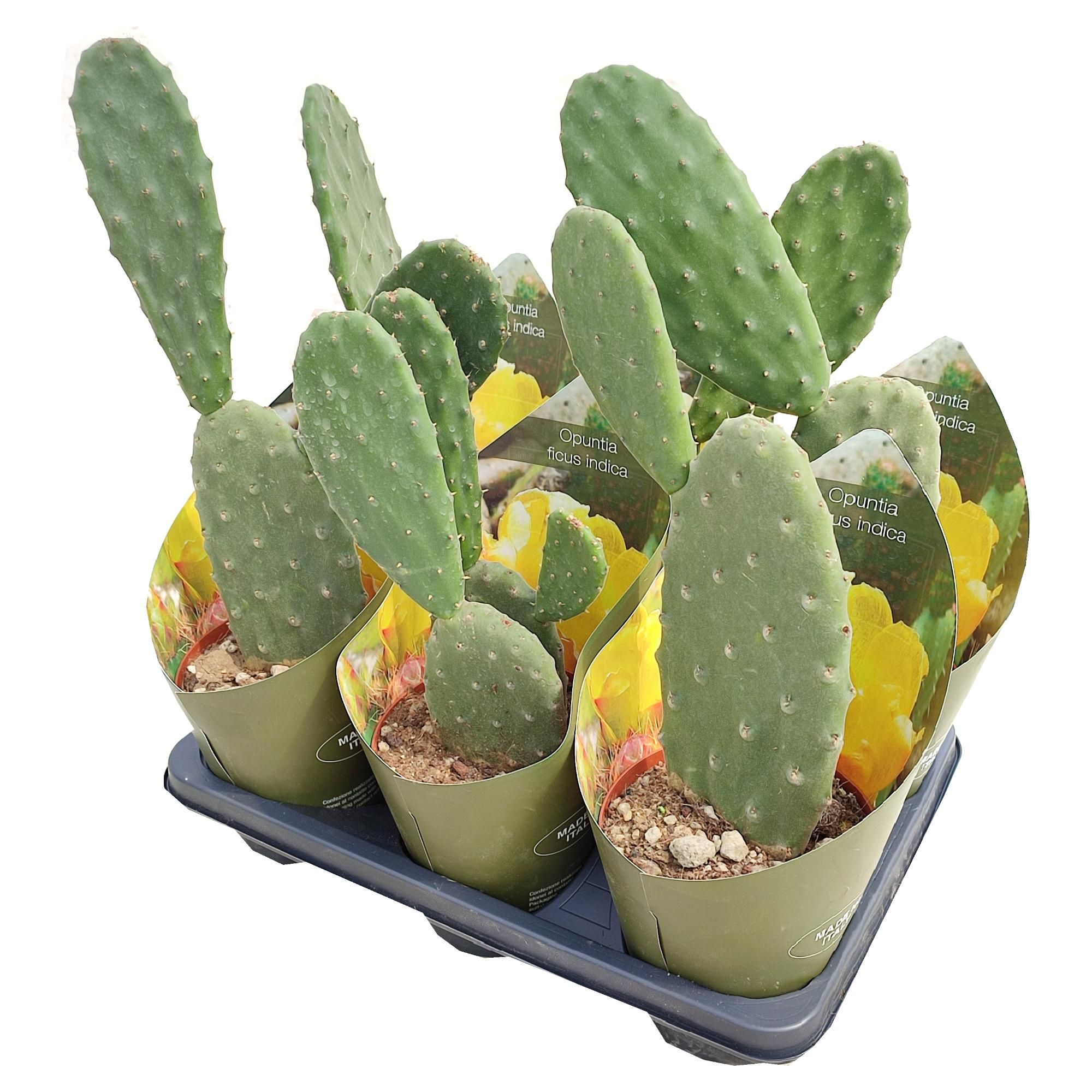 OPUNTIA FICUS INDICA - POT Ø 14 WITH POTCOVER (CACTUS), D 14