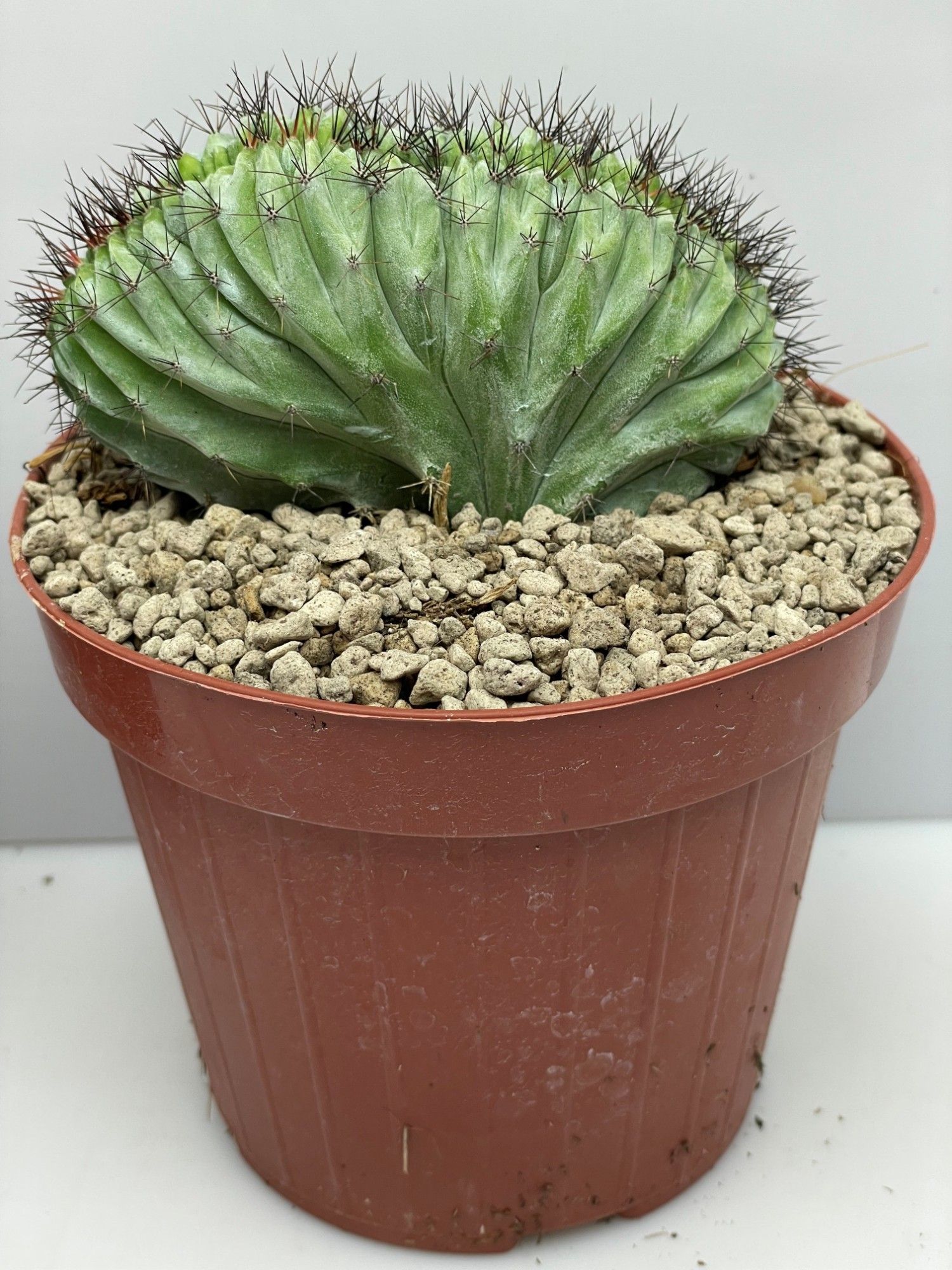 225 Chichipe Cristaat 12 cm, D 12