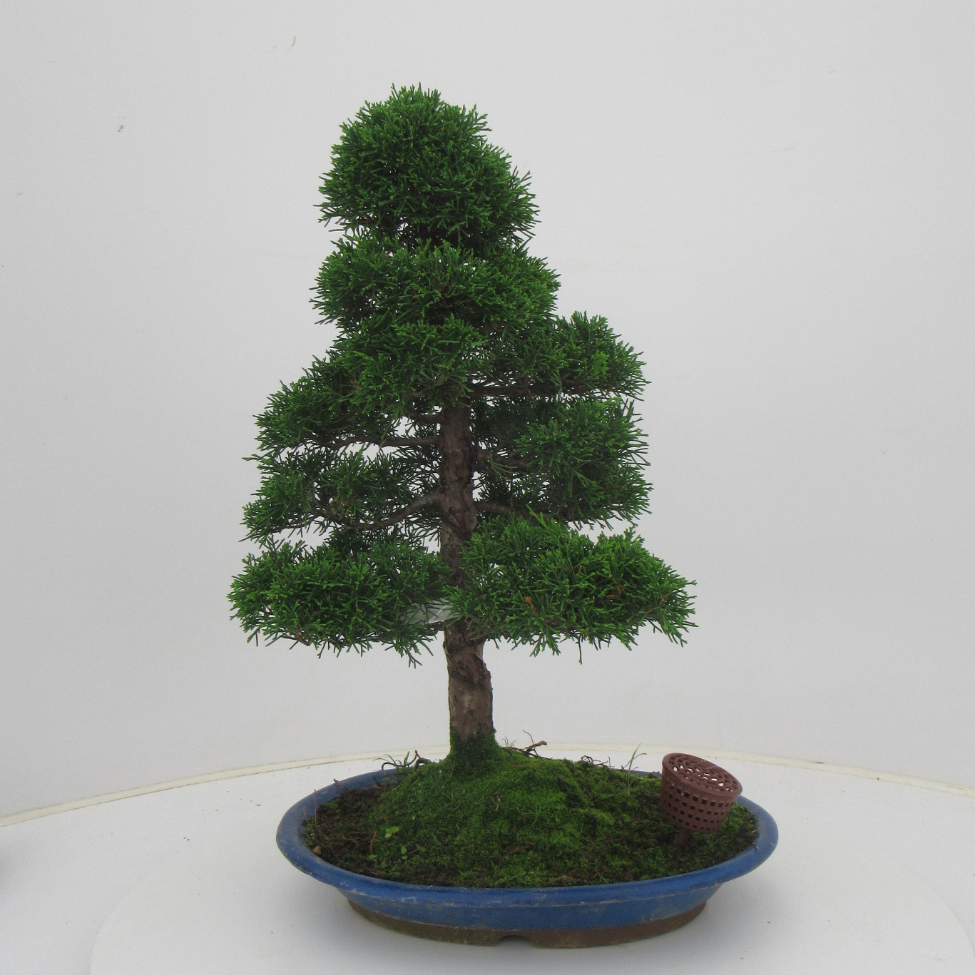 Juniperus chinensis, 31 cm., height 49 cm. (single item), D 31 cm