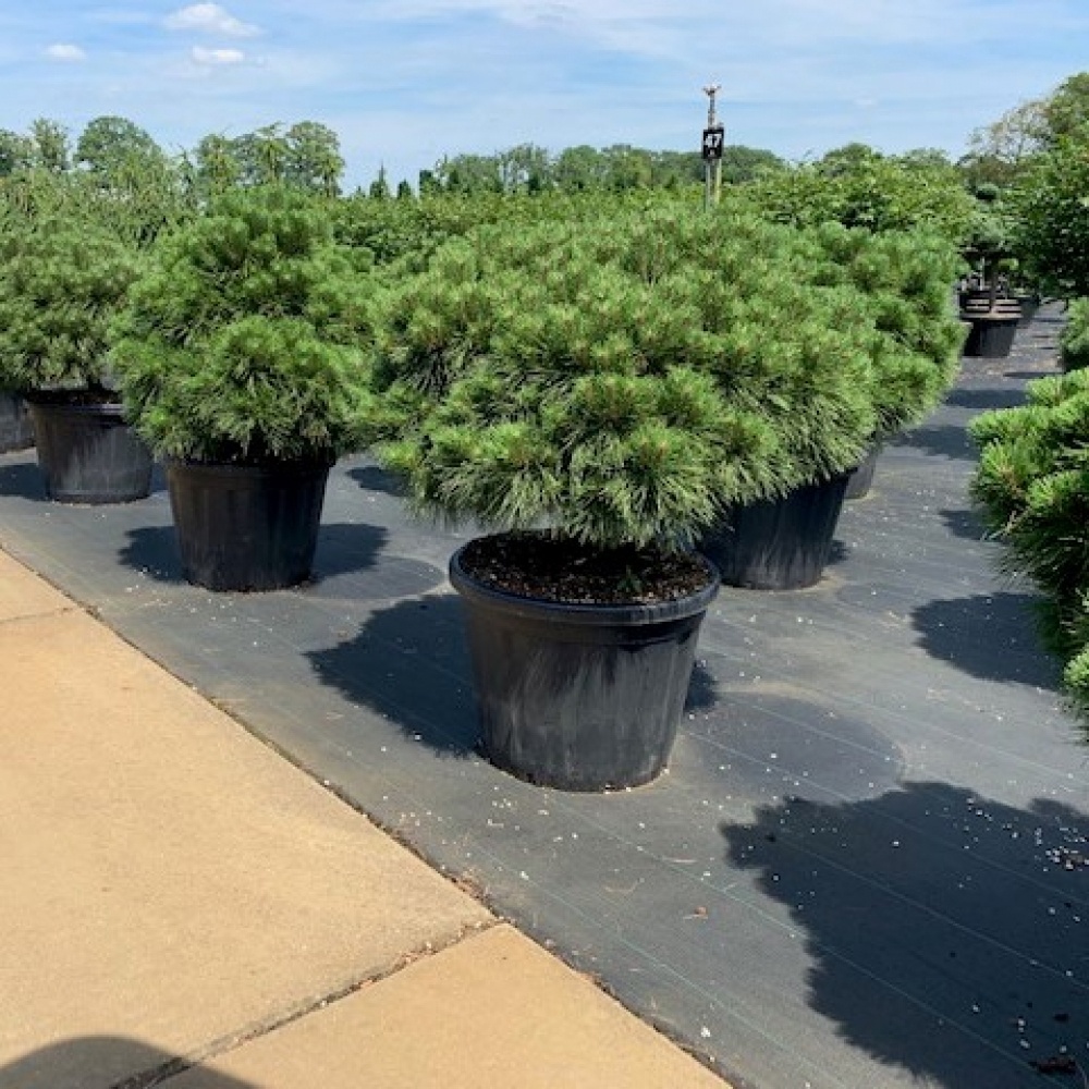 Pinus nigra 'Brepo'®, D 60 cm