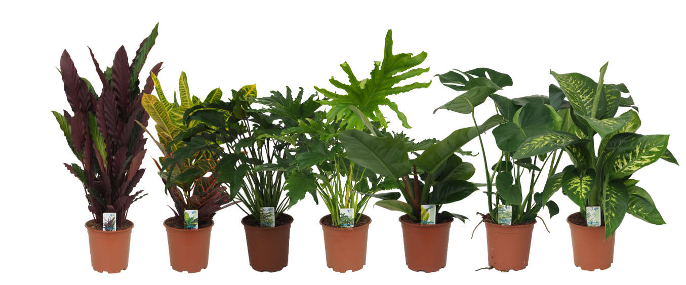Mix 9 (Calathea Rufibarba, Croton, Philo Xanadu / Lickety Split / Imp Green, Monstera, Dieffenbachia Tropic Snow), D 19