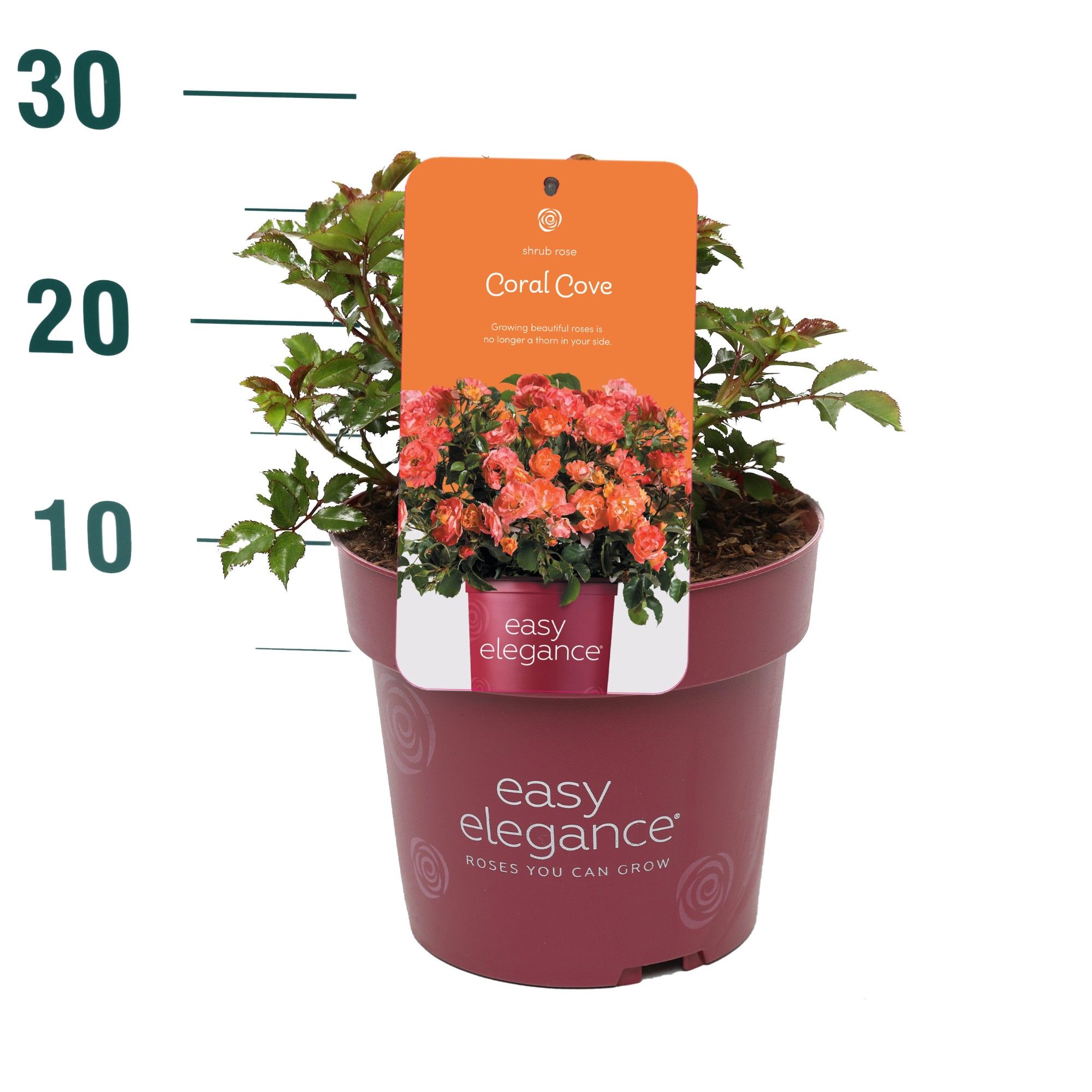 Rosa 'Coral Cove' - Struik - P19 - Easy Elegance, D 19 cm Rosa 'Coral Cove' - Struik - P19 - Easy Elegance, D 19 cm