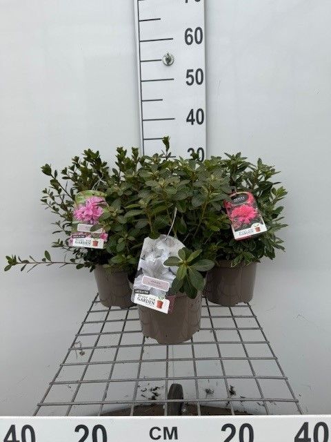651 LDW : Pot 17 cm Azalea rhododendron Japonica gemengd - buiten azalea winterhard, D 17