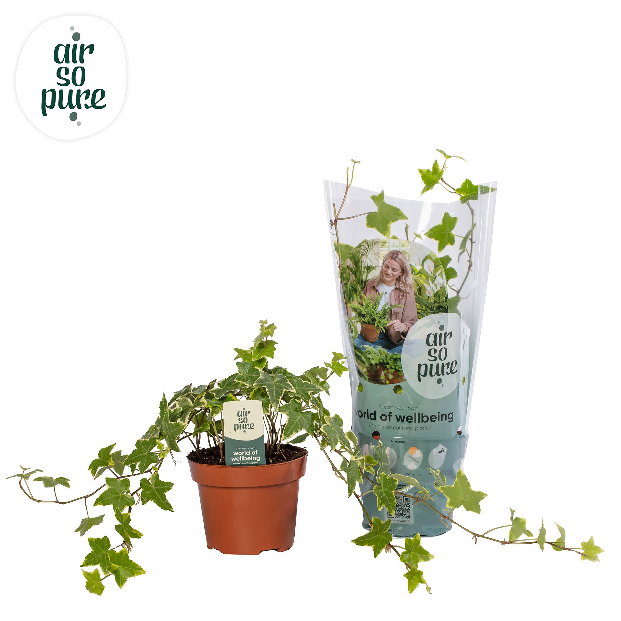 Hedera helix 'Gold Child' Air So Pure®, D 13