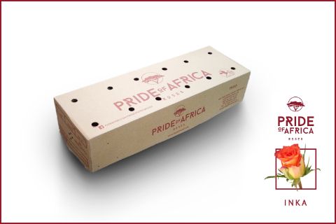 Роза од. Инка 60, шт.