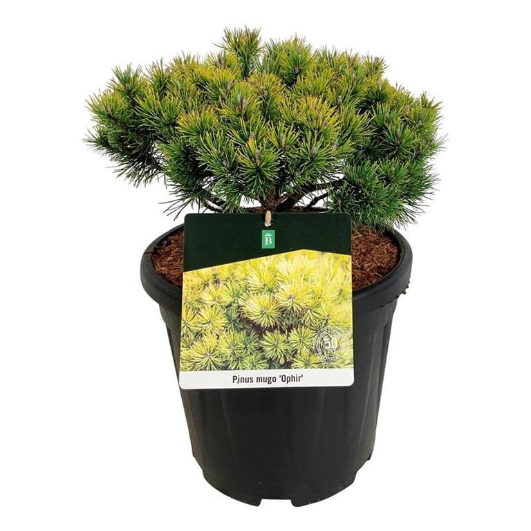 Pinus mugo 'Ophir', D 32