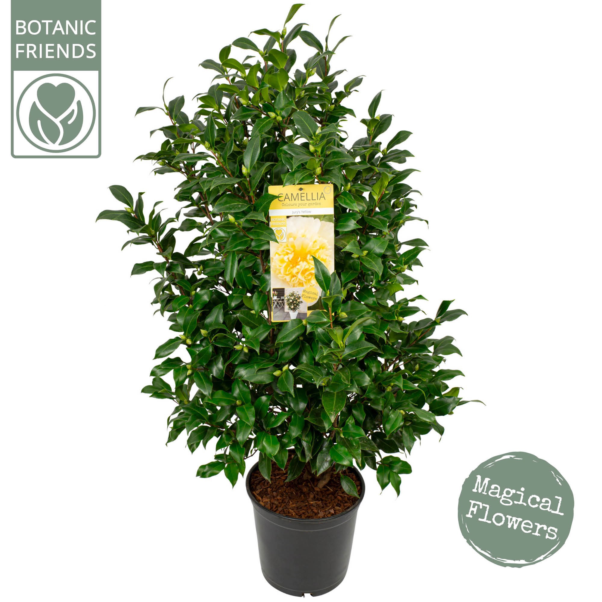 Camellia wil. 'Jury's Yellow', D 29 cm