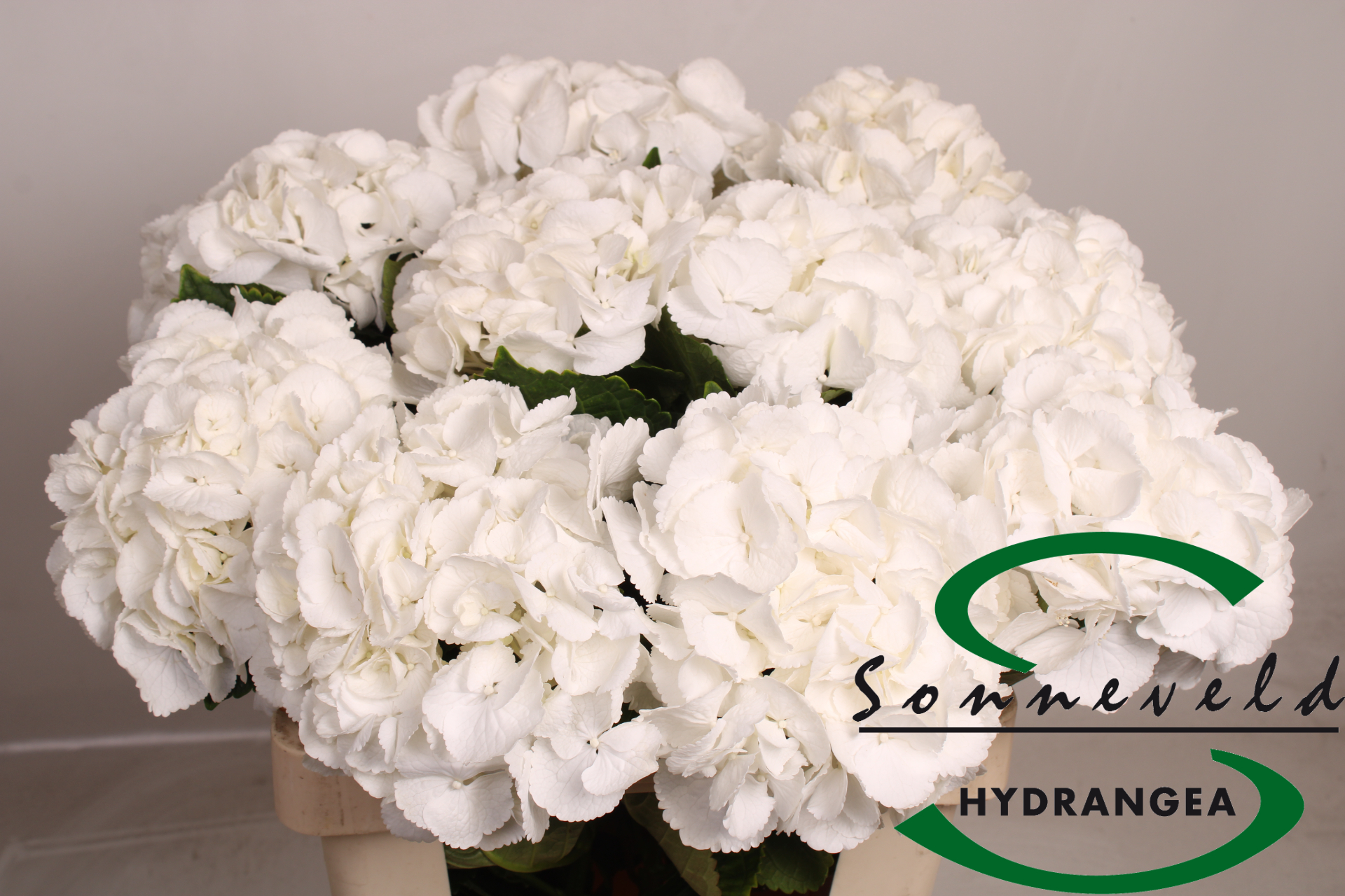 Гортензия Роял Принцесс 60, шт.