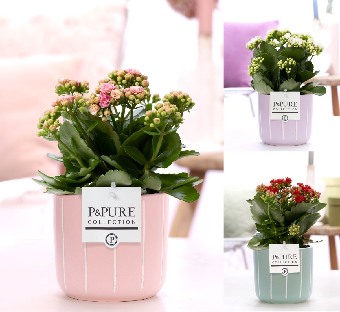 Kalanchoe mix in P&PURE Fleur ceramics ass. 3, D 12