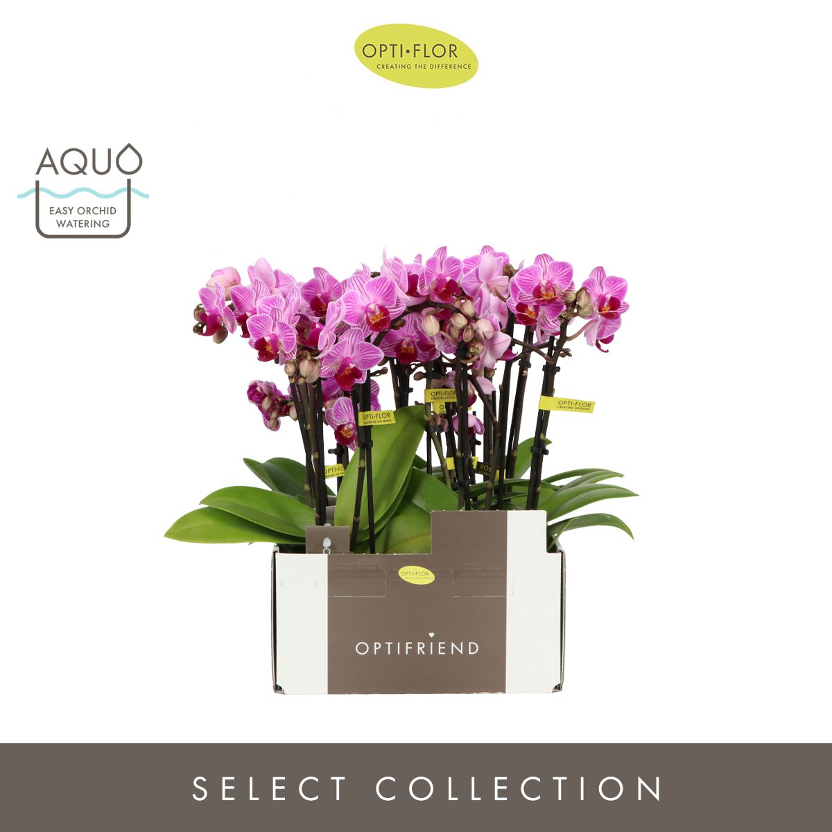 Optifriend Lotte 3 spike in Molise Lilac Aquo, D 7 cm