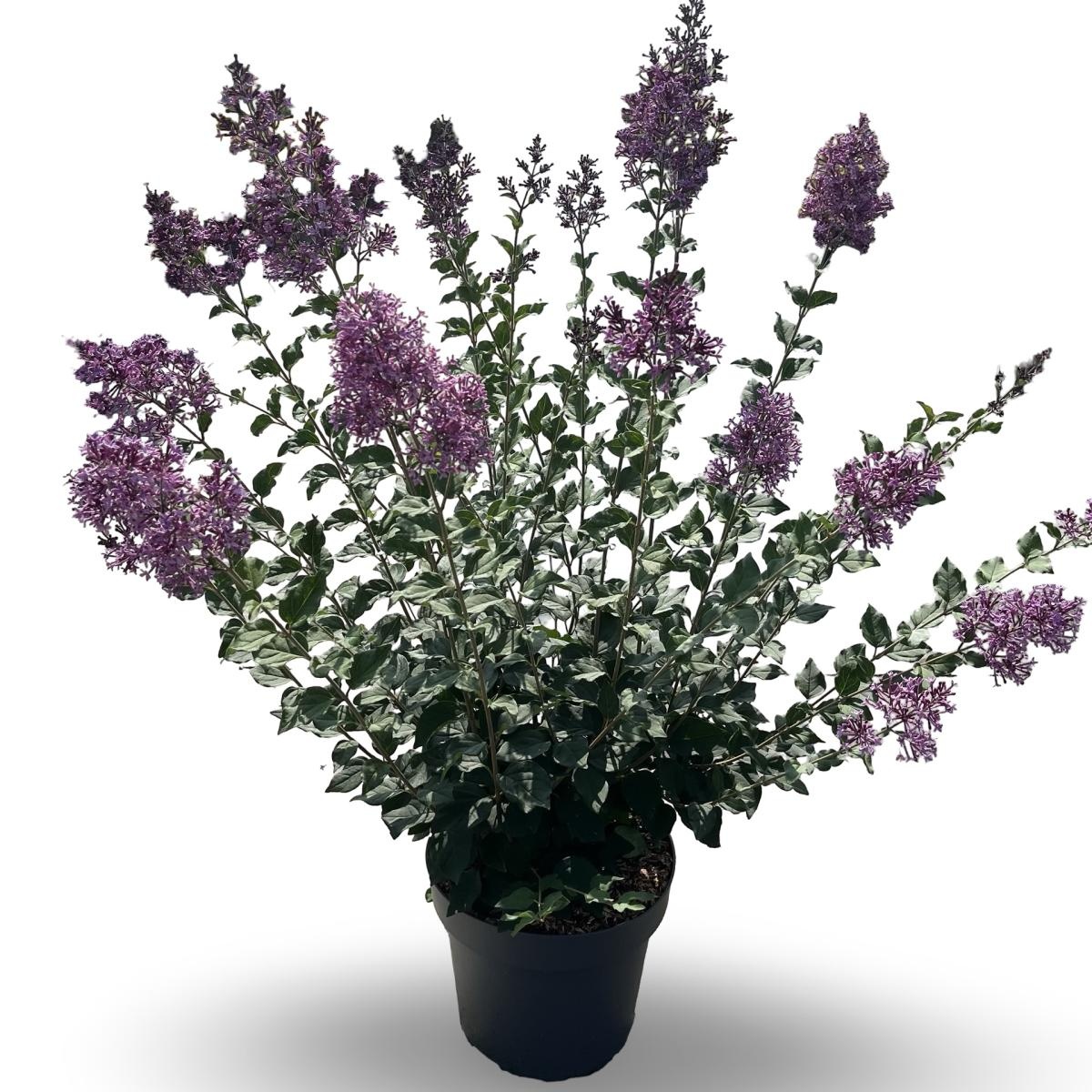 Syringa Bloomerang Dark Purple, D 31