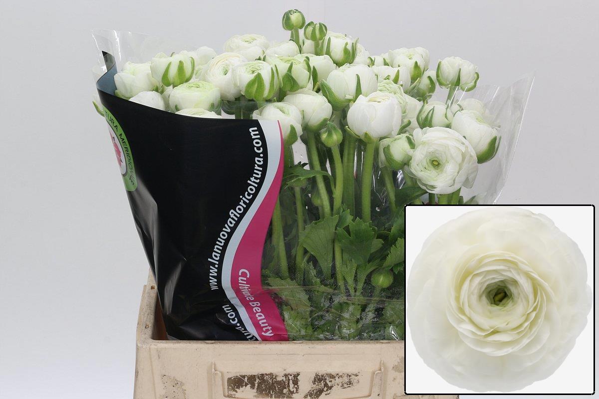 Ранункулус Элеганс Вайт 40, шт.