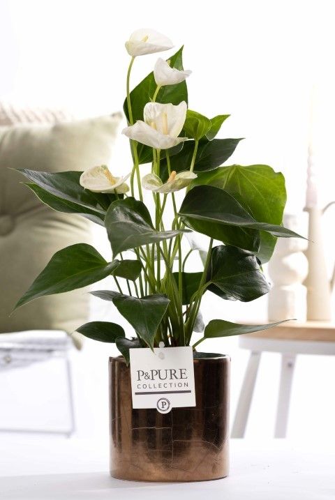 Anthurium white (Elido) in P&PURE Juliette gold bronze, D 12