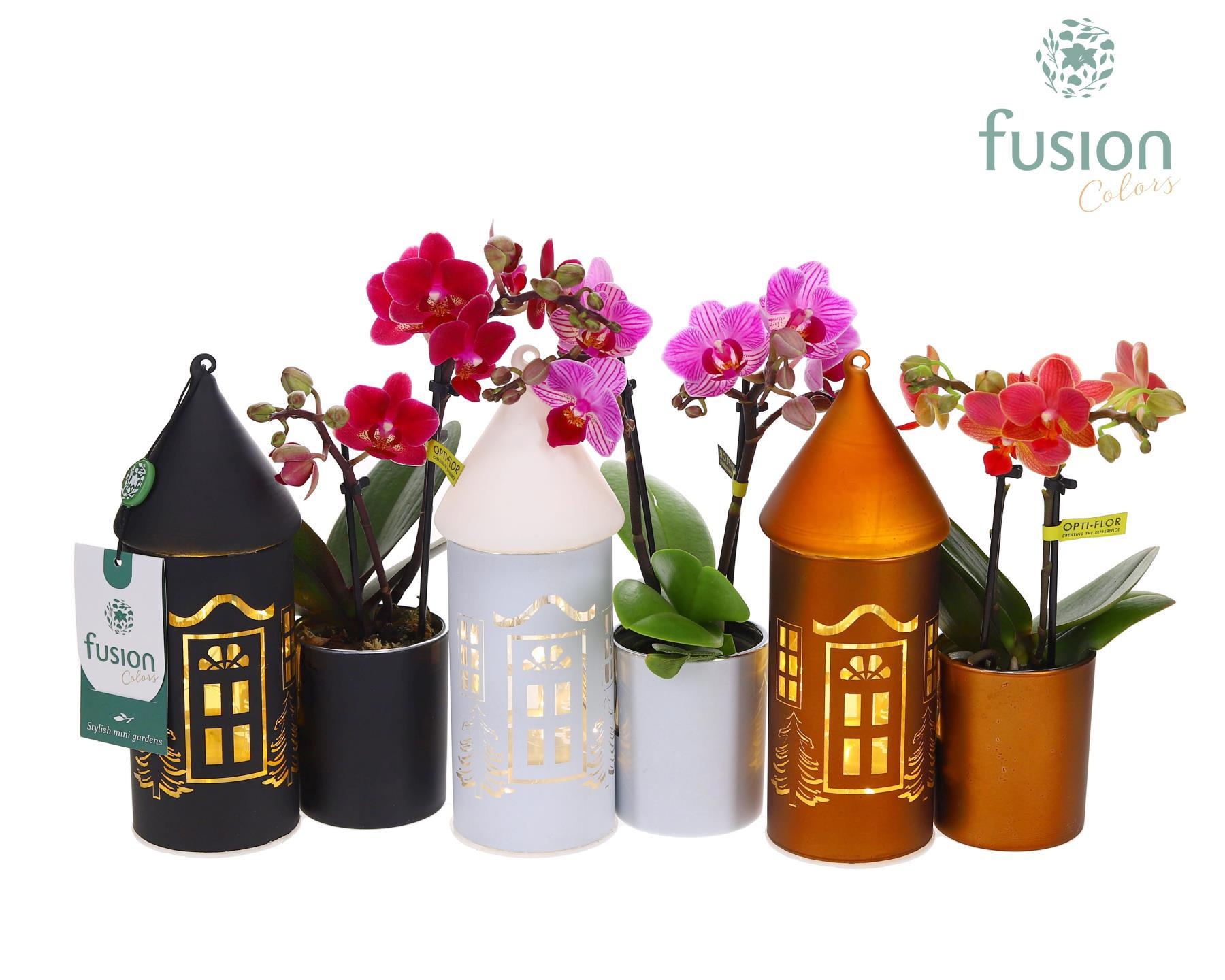 LED Duo glazen huis met Phalaenopsis, D 12