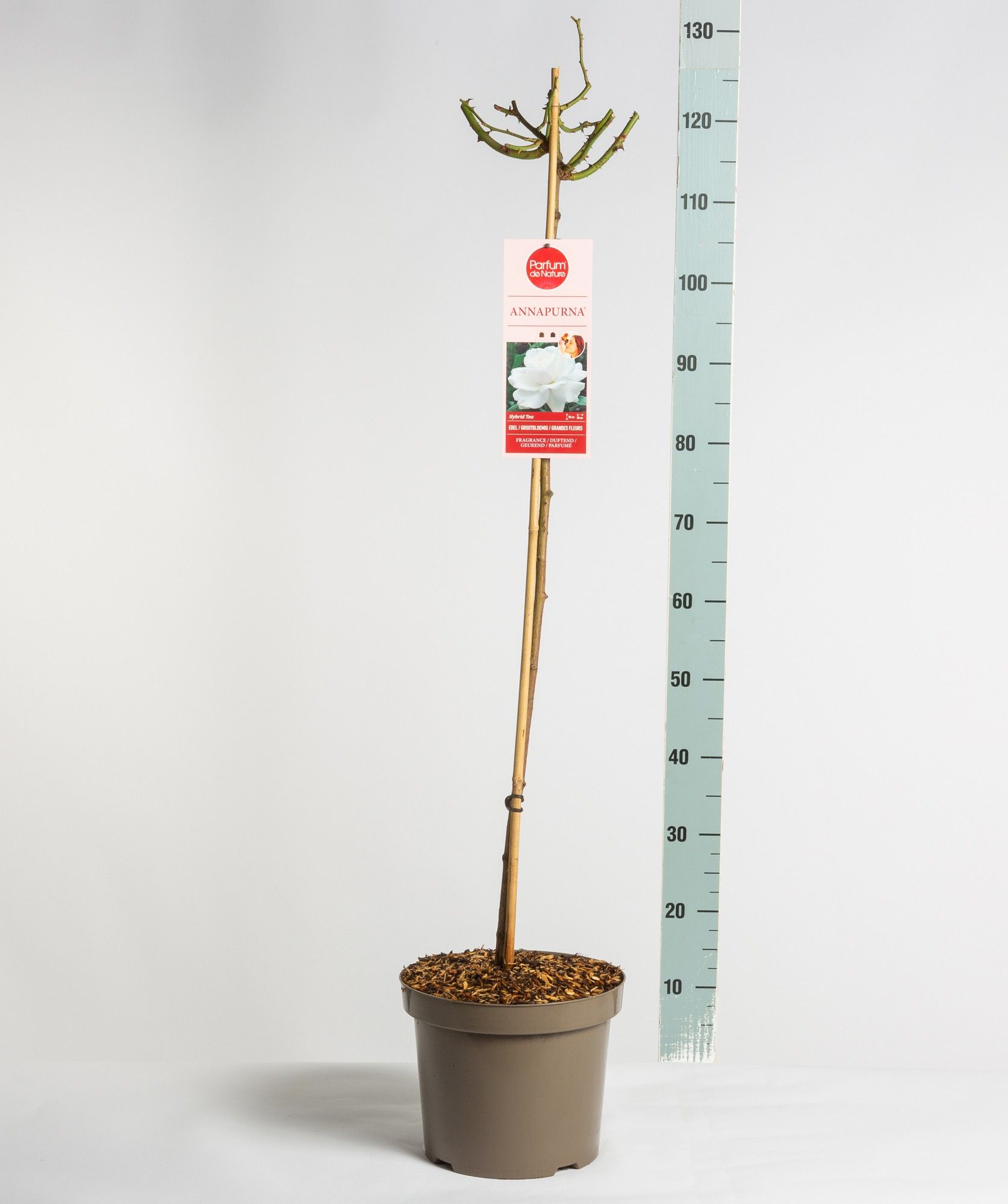 Parfum de Nature Annapurna ®, stam 90, C7.5, D 26 cm
