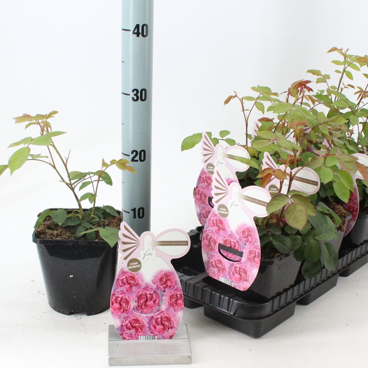 Rosa (PA) 'Princesse Claire of Belgium' ®, D 14 cm