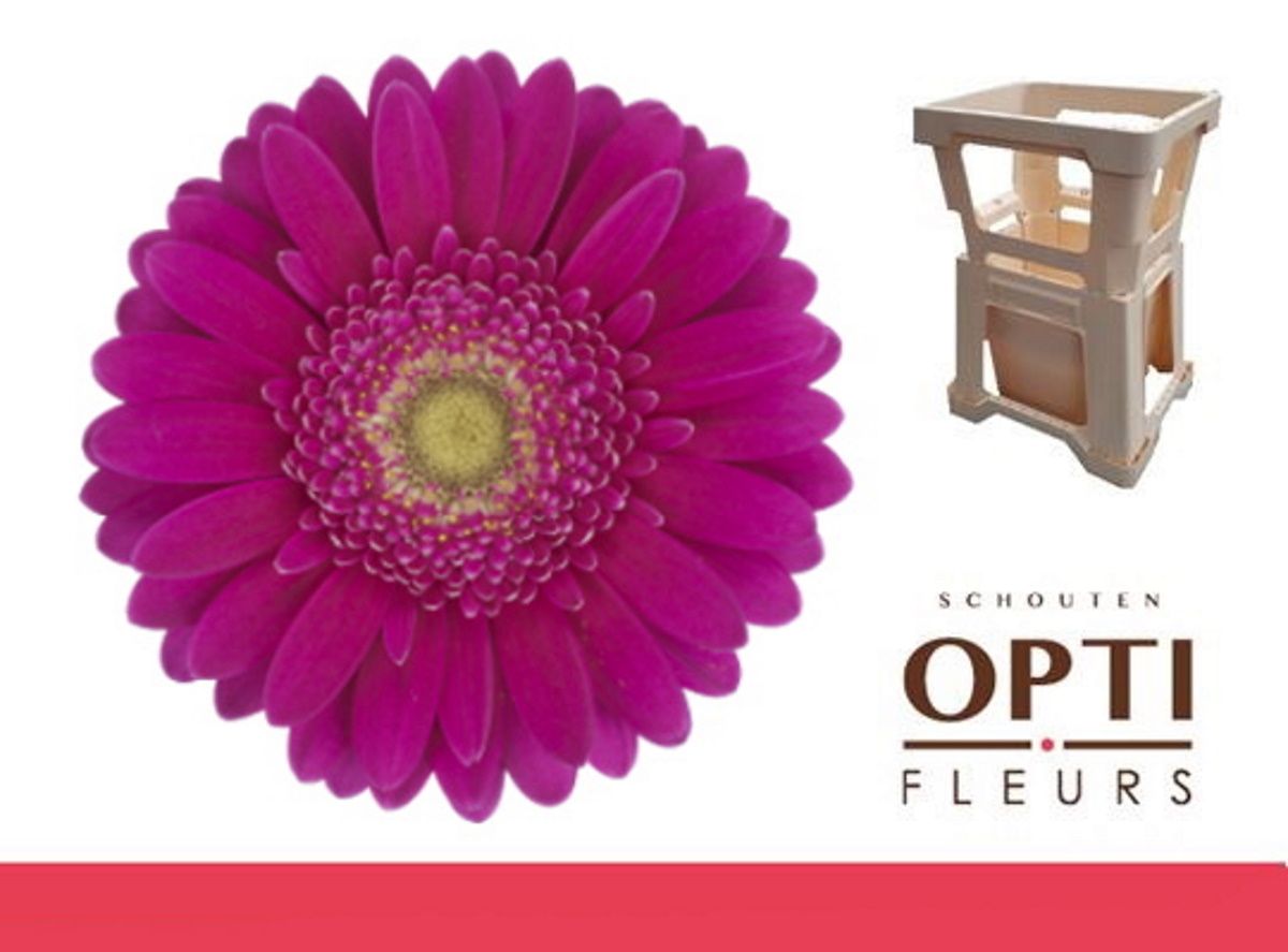 Гермини Эйрплэй, шт.