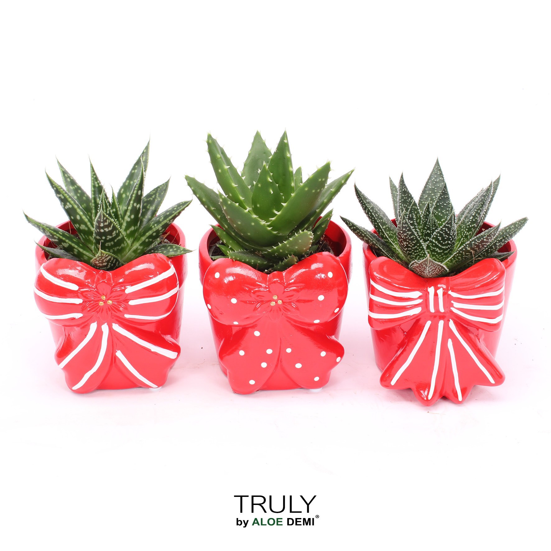 TRULY Haworthia Gasteria, Bow M, D 10