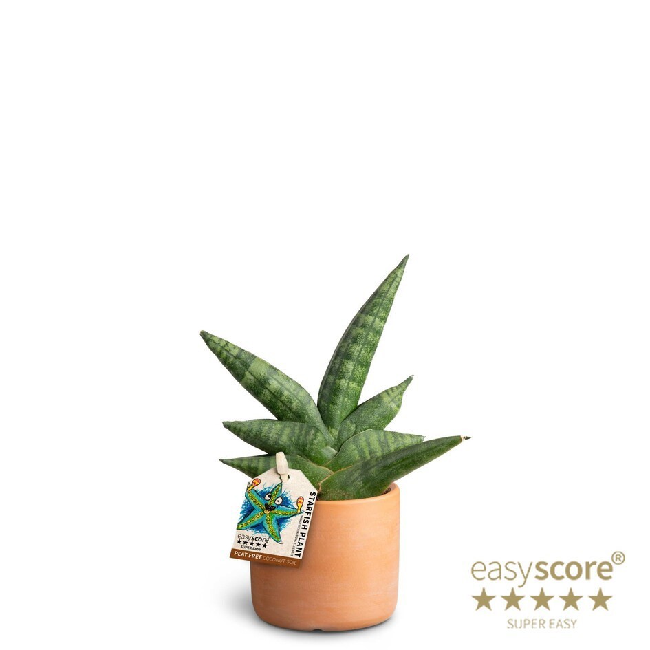 SANSEVIERIA BONCELLENSIS 40630059 Raw Terracotta, D 6