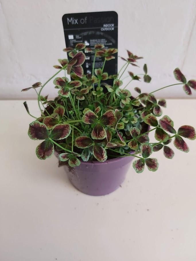 Trifolium repens 'Estelle' Estelle, D 12