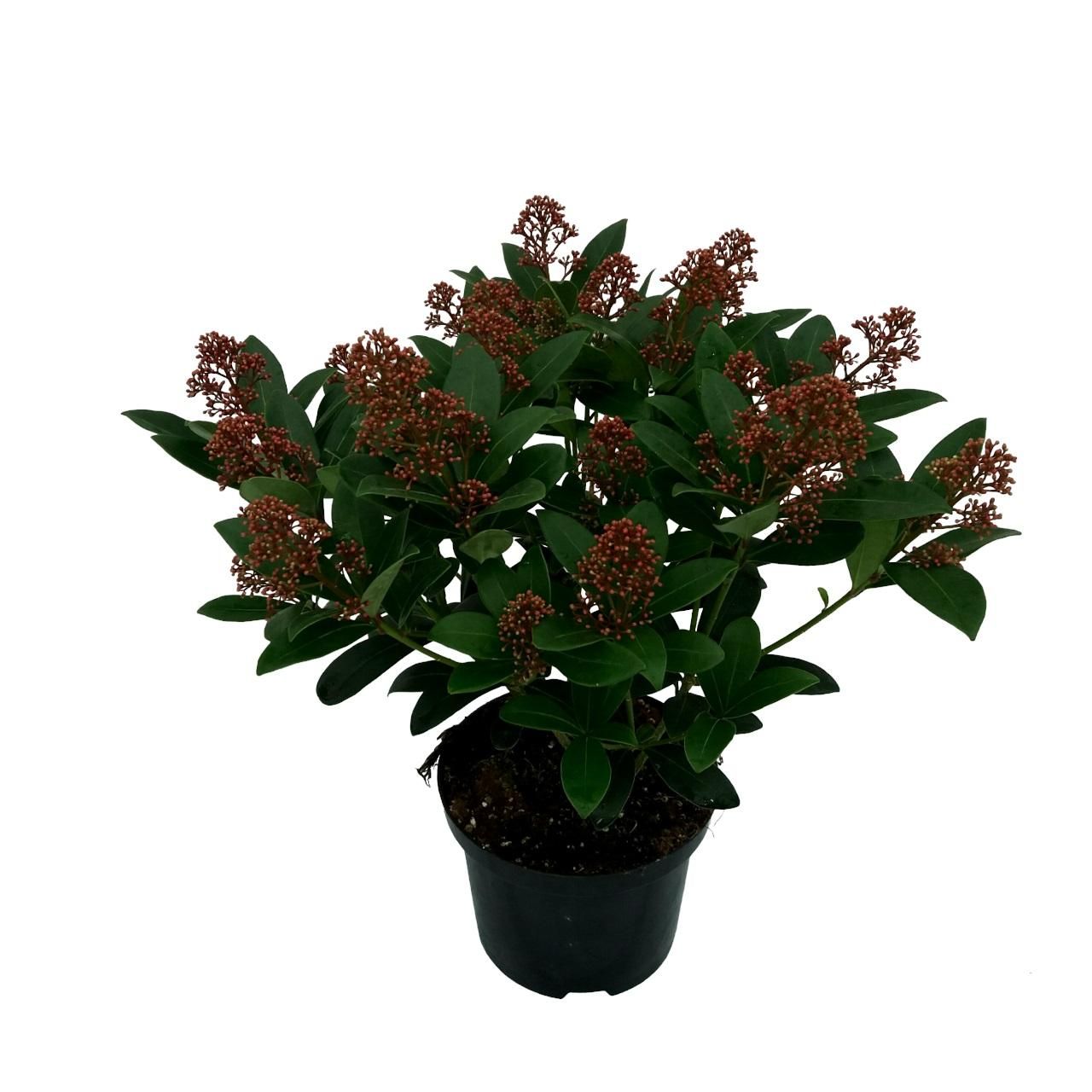 Skimmia japonica 'Rubella' 20+BLOEMEN, D 17