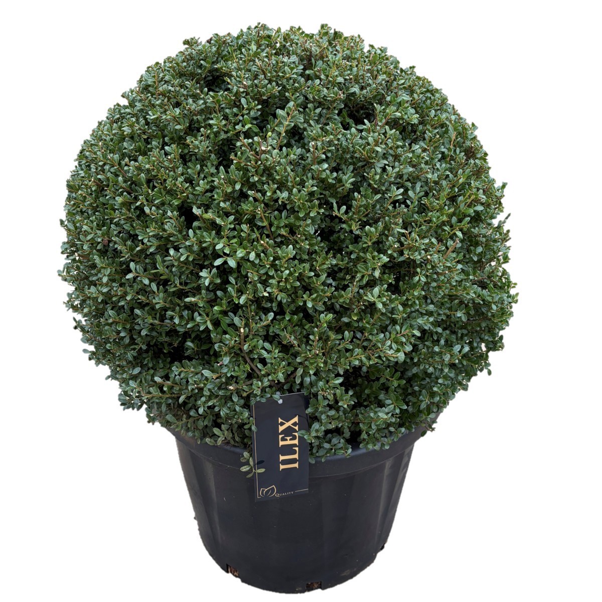 Ilex crenata 'Glory Gem Bol p42 (th) 60-65 ©, D 42