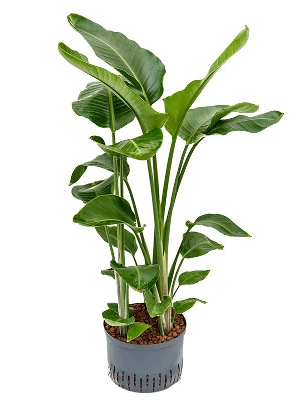 Strelitzia nicolai, D 28