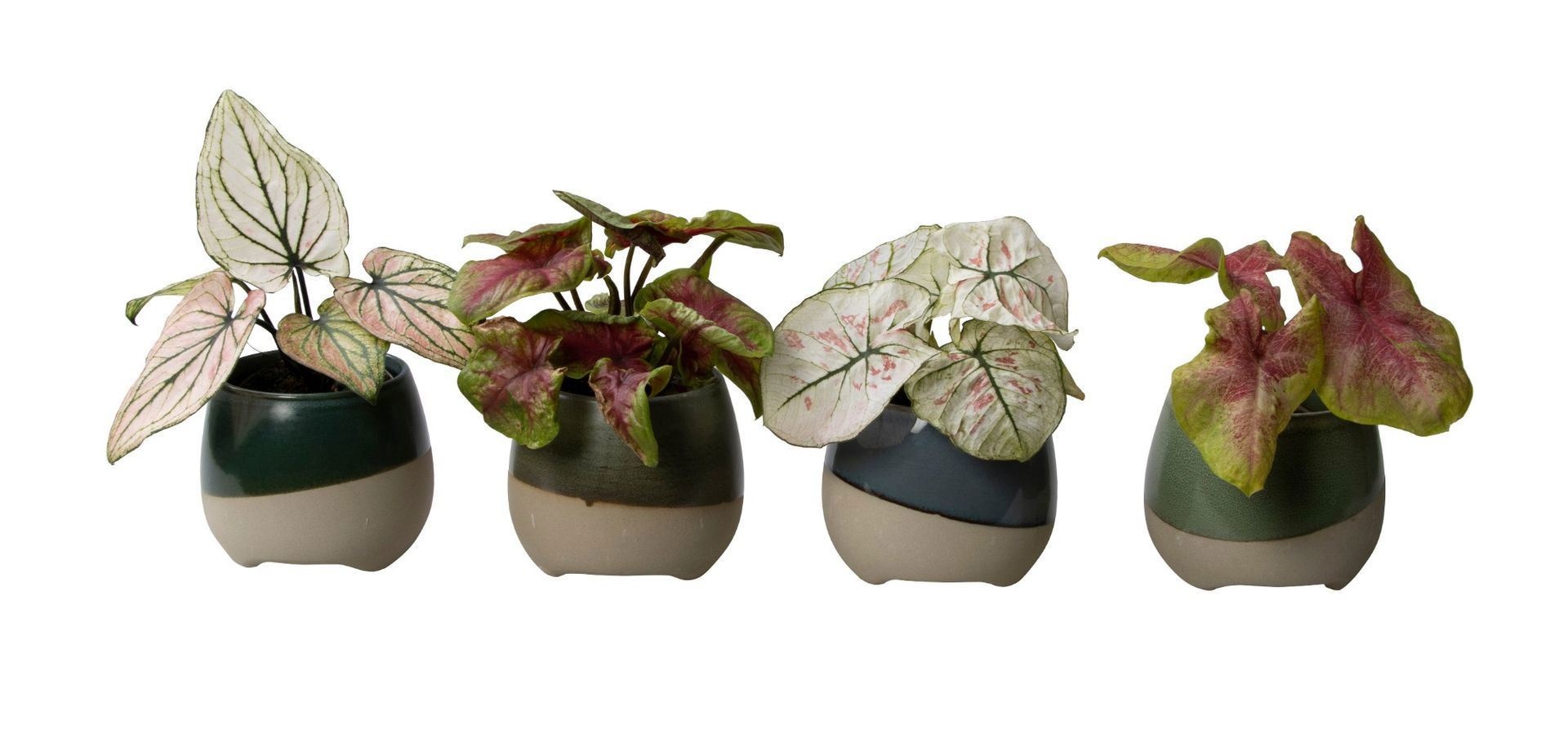 L 65770 with Caladium Mix, D 6