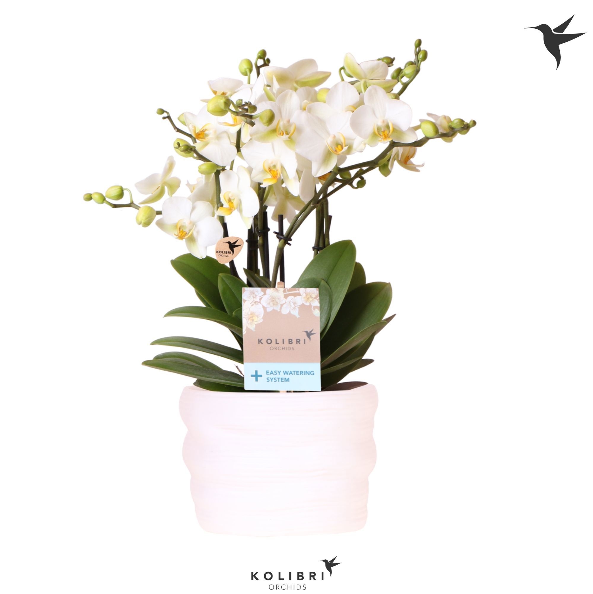 Kolibri Orchids Phalaenopsis Blossom Lausanne 6 spike in pot white with easy watering system, D 12