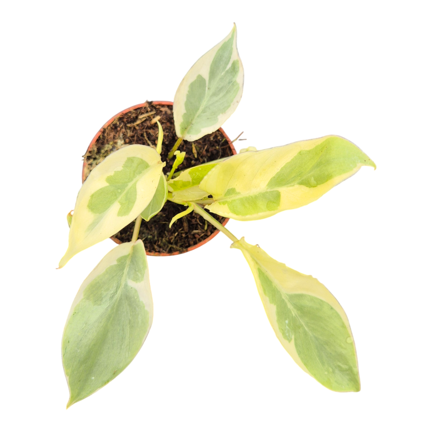 Philodendron Burle Marx White Lava, D 7