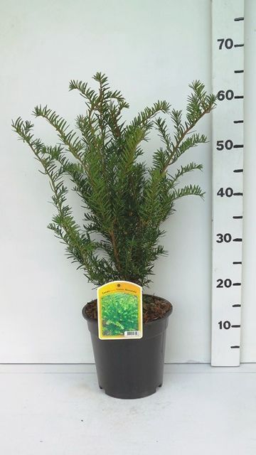 Taxus media 'Green Mountain', D 19