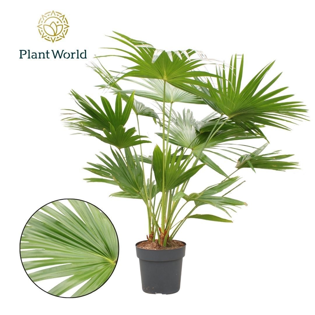 Livistona rotundifolia, D 27