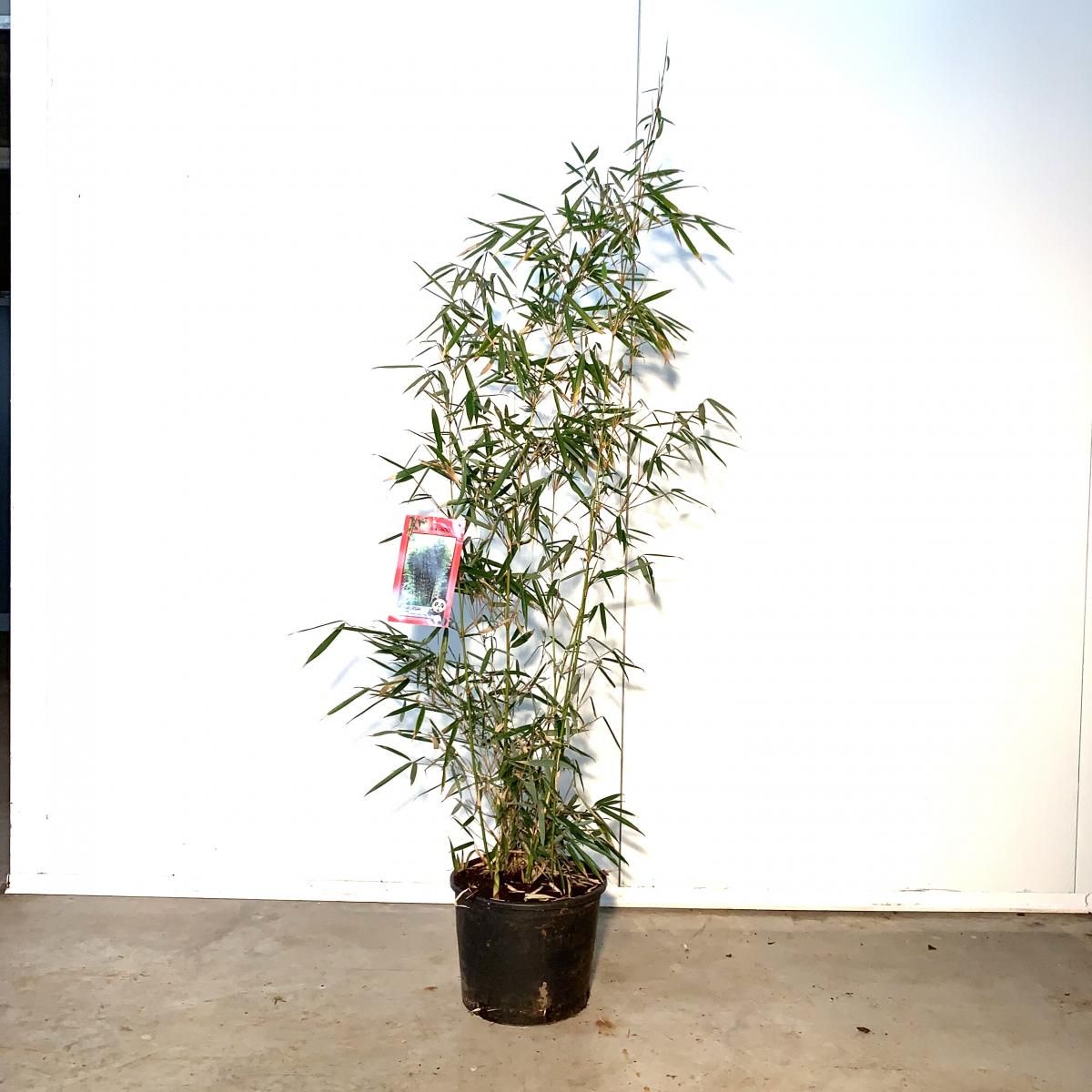 Fargesia robusta 'Campbell', D 29