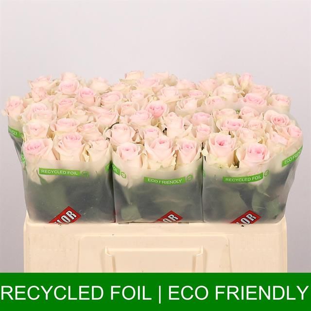 Роза од. Ривайвел Свит 50, шт.