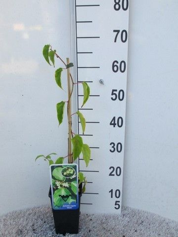 Actinidia a. Weiki (female) 40-50 P14, D 14 cm Actinidia a. Weiki (female) 40-50 P14, D 14 cm